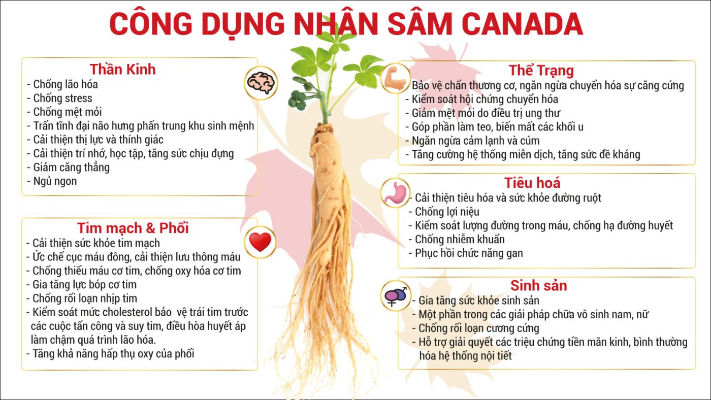 nhân sâm táo đỏ hoà tan canada