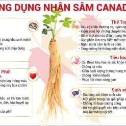 Thực phẩm bảo vệ sức khỏe CND Ginseng nhân sâm hoạt huyết (kèm túi)