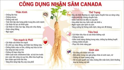 Thực phẩm bảo vệ sức khỏe CND Ginseng nhân sâm hoạt huyết (kèm túi)